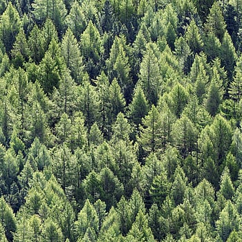 Galerie Wallcoverings Product Code 45730 - Woods And Wicker Wallpaper Collection - Green Colours -  